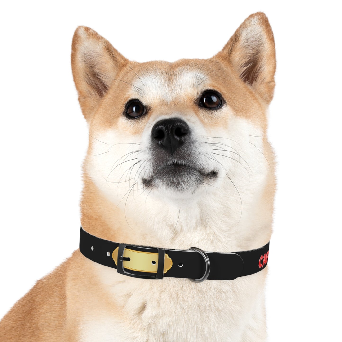 Dog Collar PR